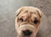3 Shar Pei Boys Left - Ready Now. Reduced.