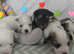 Beautiful Morkie Puppies * 3 Left *