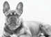 Beautiful example of a French bulldog for stud