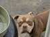 Leo pocket bully akbc