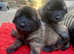 Leonberger KC reg puppies