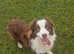 Beautiful Australian shepherd puppy