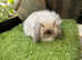 Baby mini lion lop rabbits *READY NOW*