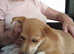 Bunty girl pup 4 months old - sweet, smart and calm a lovely temperament