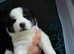 Siberian Husky cross Samoyed (Samusky)