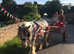 13.1hh Gypsy Cob Family, Dressage, Show, Drive