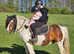 ** Fantastic coloured gelding**