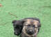 German shepherd pups Black and tan