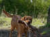 Just 2 left! *Ready Now* Beautiful Goldador Puppies