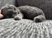 Beautiful blue scottish fold girl