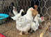 3 Hens and 1 Cockerel for sale
