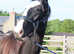 Beautiful Black  registered Colt
