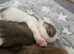 7 Gorgeous Cavapom pups (only 2 boys left now)]