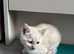 White Bengal cross kitten looking for forever home
