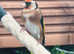 Young Goldfinches - Outdoor Aviary