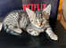Mixed Bengal kitten for sale