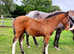 Outstanding, pure quality warmblood colt foal to make 16hh plus