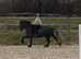 Irish draught x Friesian gelding