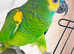 Stunning young blue fronted Amazon parrot