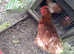 3 ex battery hens for sale laying well