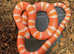 Albino Tangerine Honduran Milksnake at Birmingham Reptiles