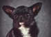 KC Black Smooth coat Chihuahua for stud