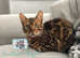 Retired Queen Brown Clouded Bengal TICA Registered