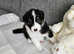 Australian Shepherd puppy's
