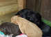 5 beautiful cocker spaniel pups looking for there forever home