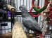 African grey talking parrot with large cage