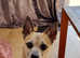 Male dog for sale