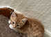 Kittens ready to find a new home