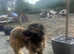 2 x Caucasian shepherds for sale