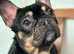 Black an tan Frenchie girl