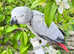 Fully hand tamed African grey Parrot