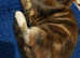 Ocicat x norwegian forest 3 females tortie/calico