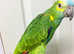 Beautiful baby blue fronted amzon talking parrot