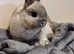 Netherland Dwarf rabbit for sale