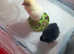Baby chicks