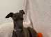Italian greyhound