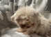 3 imperial shihtzu puppies for sale