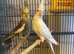 Beautiful young cockatiels for sale
