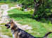 Beautiful shepsky
