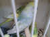 Lovely budgies