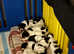 Kc registered English springer spaniel pups