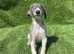 Whippet boy pup