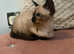 Tonkinese 1st Gen Female Kittens