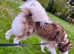 Stunning red and white wooly female siberian husky