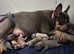 REDUCED For Loving Homes