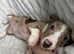 Stunning kc registered chocolate dapple piebald female